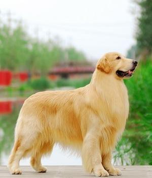 Golden Retriever — No — Temperament, Charakteristik, Bilder, Preise und ... - GolDen Retriever 2