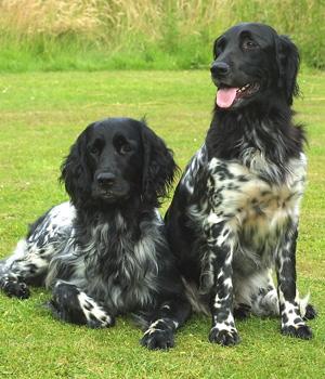 Großer Münsterländer — Großer Münsterländer, Vorstehhund — Temperament ...