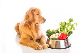 Vegeterian food for dogs