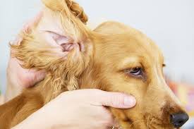 Taking care of dog's ears