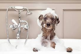 Dog taking shower