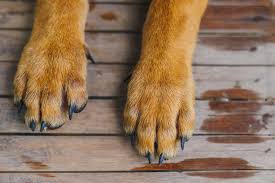 Dog's paws need care too