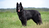 Belgian Shepherd Dog (Groenendael) Information, Bilder, Preis