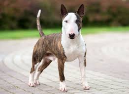 Bullterrier dog